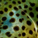 Bearnishfly's Blog