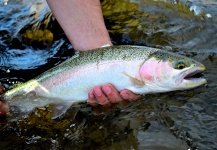 Adipose Fly 's Fly-fishing Photo of a Rainbow trout | Fly dreamers 