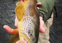 Fly-fishing Picture of Brown trout shared by Robert Roe | Fly dreamers