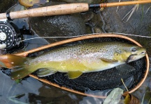 Fly-fishing Photo of Brown trout shared by Michael Csmereka | Fly dreamers 