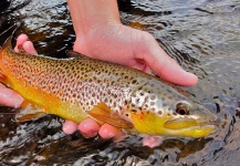 Fly-fishing Pic of Brown trout shared by Dylan Knight | Fly dreamers 