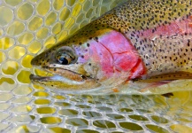 Fly-fishing Pic of Rainbow trout shared by Dylan Knight | Fly dreamers 