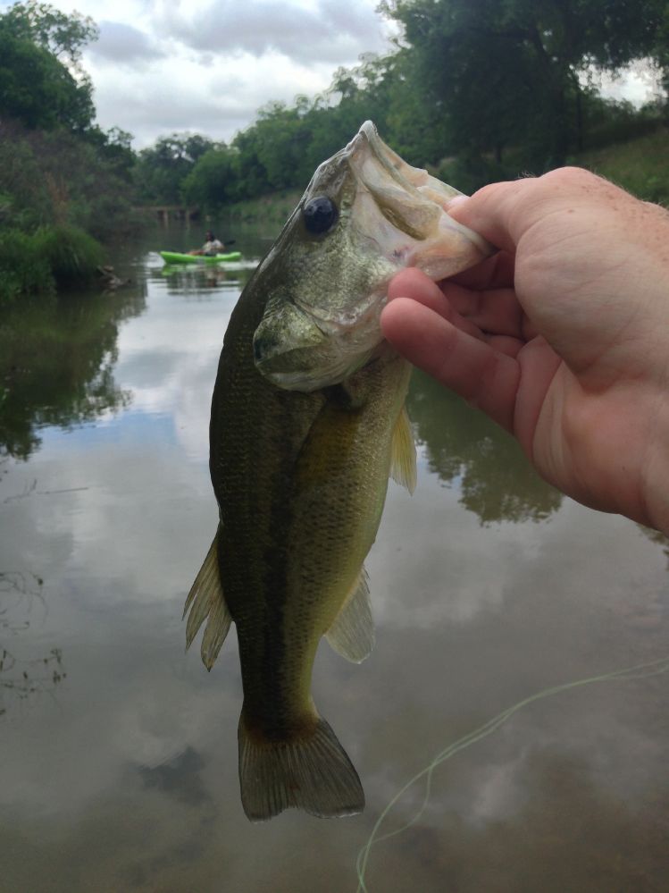 Nice bass.  Pedernales River.
