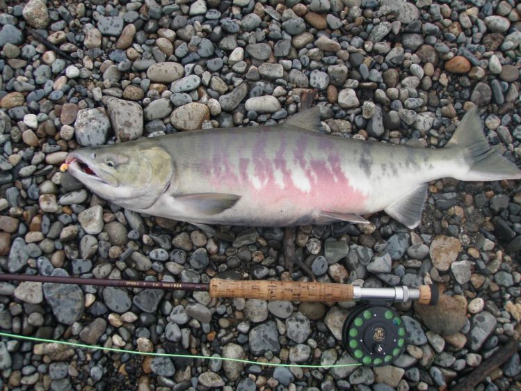 montana creek chum salmon