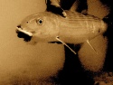 Geoff Mueller