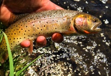 Why I Fly Fish: Sterling