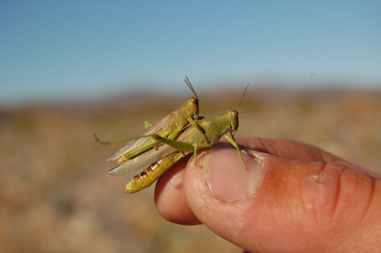 Langosta del Caleufú - estas cambian de color dependiendo donde Viven y lo que comen. 