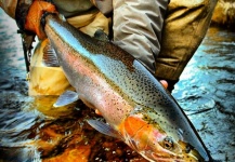 Fly-fishing Pic of Steelhead shared by Paul Conklin | Fly dreamers 