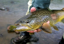 Kristinn Ingolfsson 's Fly-fishing Image of a Brown trout | Fly dreamers 