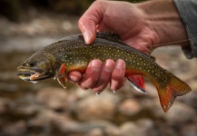 Scientific Anglers 's Fly-fishing Catch of a Brook trout | Fly dreamers 
