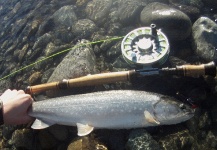 Colton Graham 's Fly-fishing Picture of a Bull trout | Fly dreamers 