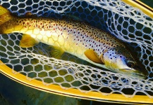 Fly-fishing Photo of Brown trout shared by Derek  Klein | Fly dreamers 