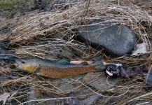 Fly-fishing Image of Brown trout shared by Rusty Lofgren | Fly dreamers