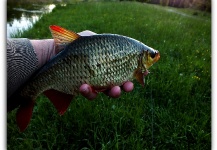 Fly-fishing Pic of Roach shared by Siebe Veenstra | Fly dreamers 