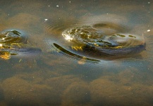 Peter Broomhall 's Fly-fishing Image of a Brown trout | Fly dreamers 