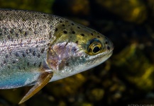 Carlos Gerometo 's Fly-fishing Pic of a Rainbow trout | Fly dreamers 