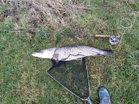 The biggest pike of my life. Estimated around 20lb.