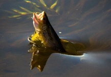 Peter Broomhall 's Fly-fishing Photo of a Brown trout | Fly dreamers 