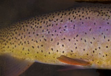Rudy Babikian 's Fly-fishing Catch of a Fine Spotted Cutthroat | Fly dreamers 