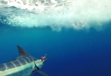 Alfredo Mimenza 's Fly-fishing Picture of a Blue Marlin | Fly dreamers 
