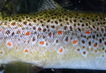 Fly-fishing Picture of Brown trout shared by Andy  Sutherland  | Fly dreamers