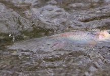 Lukas Vendler 's Fly-fishing Photo of a Rainbow trout | Fly dreamers 