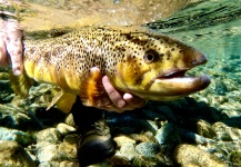 Fernando Hook & Gold Outfitters 's Fly-fishing Picture of a Brown trout | Fly dreamers 