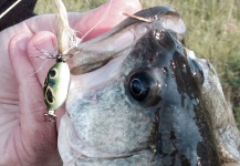 Joe Rowe 's Fly for Largemouth Bass - Pic | Fly dreamers 