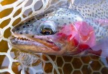 Scott Marr 's Fly-fishing Picture of a Rainbow trout | Fly dreamers 
