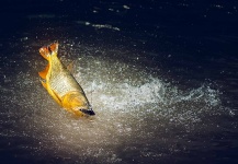 Fly-fishing Pic of Golden Dorado shared by Damien Brouste | Fly dreamers 