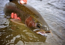 Michael Stack 's Fly-fishing Photo of a Rainbow trout | Fly dreamers 