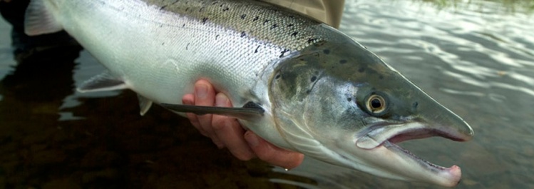 Salmon -  River Holsa
<a href="http://anglers.is/index.php/fishing-permits-in-iceland">http://anglers.is/index.php/fishing-permits-in-iceland</a>