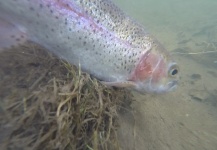 Cierra Bennetch 's Fly-fishing Pic of a Rainbow trout | Fly dreamers 