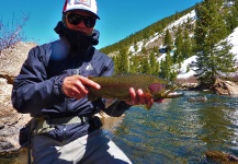 Fly-fishing Pic of Rainbow trout shared by Jared Martin | Fly dreamers 