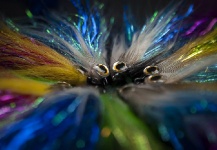 Fly-tying for Striped Bass -  Image shared by Paul Fiedorczuk | Fly dreamers