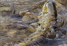 Lukas Vendler 's Fly-fishing Photo of a Brown trout | Fly dreamers 
