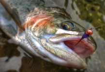 Fly-fishing Image of Rainbow trout shared by Nigel Juby | Fly dreamers