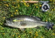 LUIS SÁNCHEZ ANAYA 's Fly-fishing Picture of a Largemouth Bass | Fly dreamers 