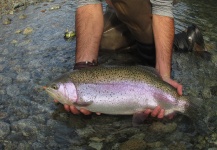 Fly-fishing Picture of Rainbow trout shared by Alex Habibeh | Fly dreamers