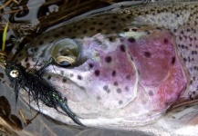 Scott Marr 's Fly-fishing Image of a Rainbow trout | Fly dreamers 