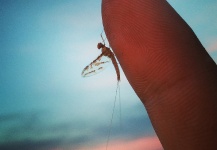 Santiago Miraglia 's Fly-fishing Entomology Image | Fly dreamers 