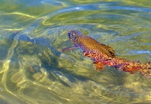 Greg  Houska 's Fly-fishing Pic of a Tiger Trout | Fly dreamers 