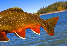 Greg  Houska 's Fly-fishing Picture of a Brook trout | Fly dreamers 