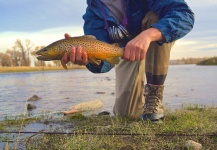Greg  Houska 's Fly-fishing Pic of a Brown trout | Fly dreamers 
