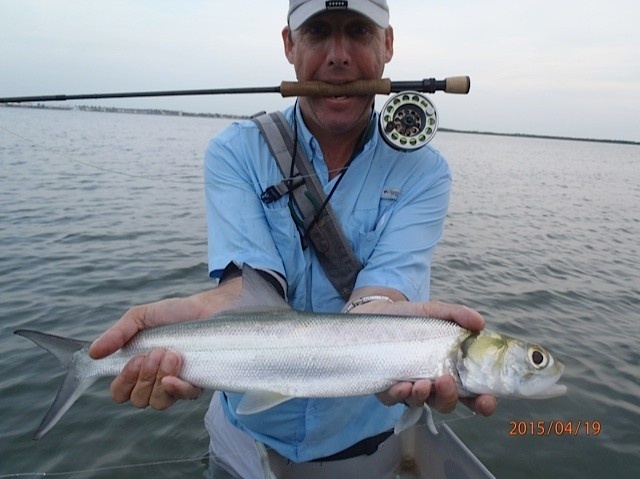 BEAST ladyfish on the Solar 8wt(great rod guys!)...on the new crab pattern I have been tying...great fish the ladies are...into backing twice, three great leaps.....look at that eye!