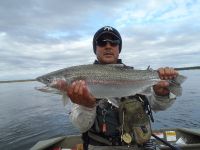 Rainbow Trout from Bristol Bay