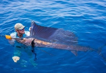 Fly-fishing Picture of Sailfish shared by Fergus Kelley | Fly dreamers