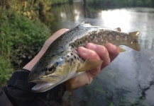 Fly-fishing Photo of Brown trout shared by Nicolas  Grosz | Fly dreamers 
