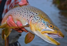 Fly-fishing Pic of Brown trout shared by Scott Furushima | Fly dreamers 