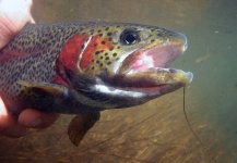 Ben Stahlschmidt 's Fly-fishing Photo of a Rainbow trout | Fly dreamers 